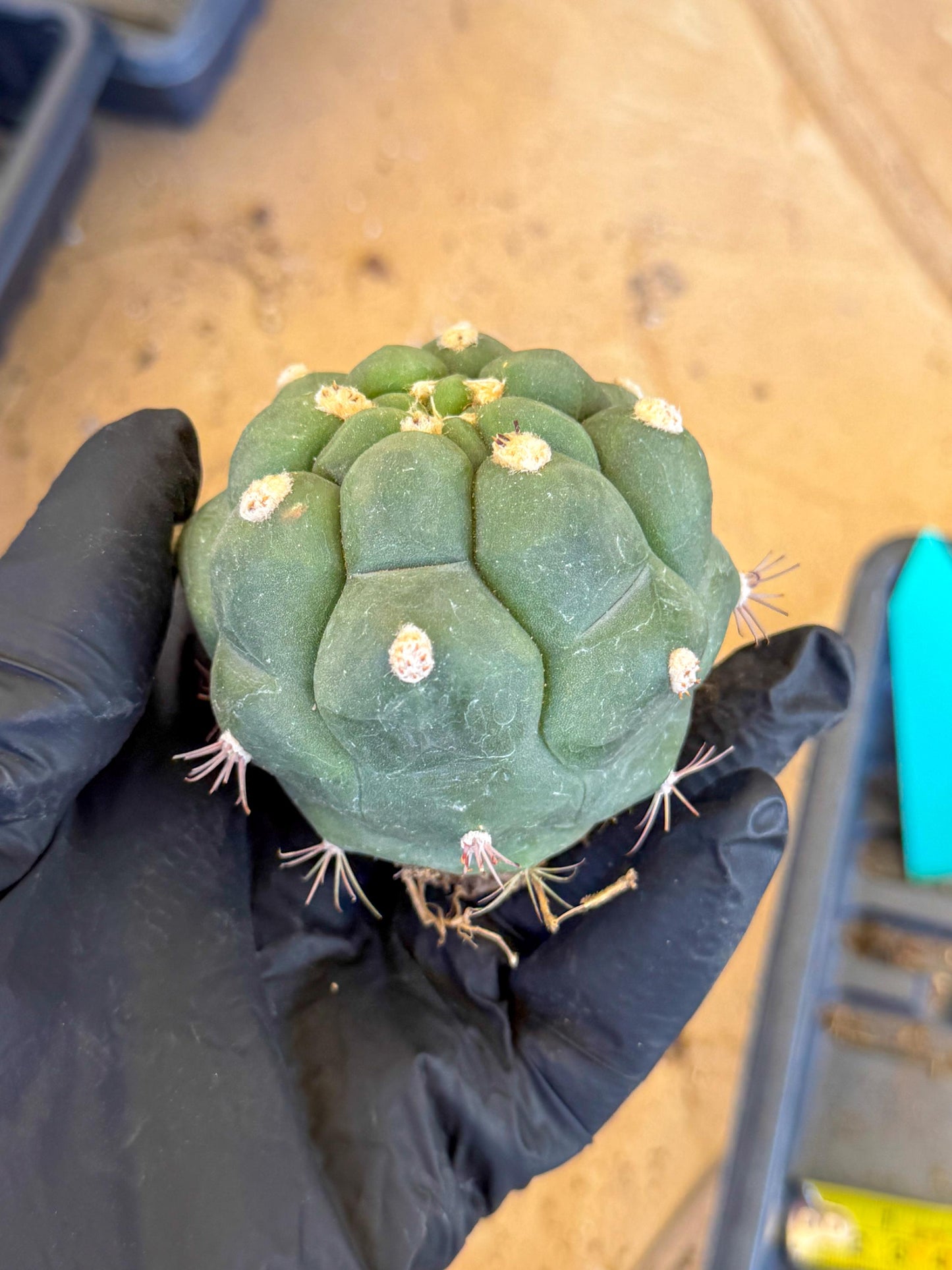 Gymnocalycium saglionis inermis (g) | Rare Import