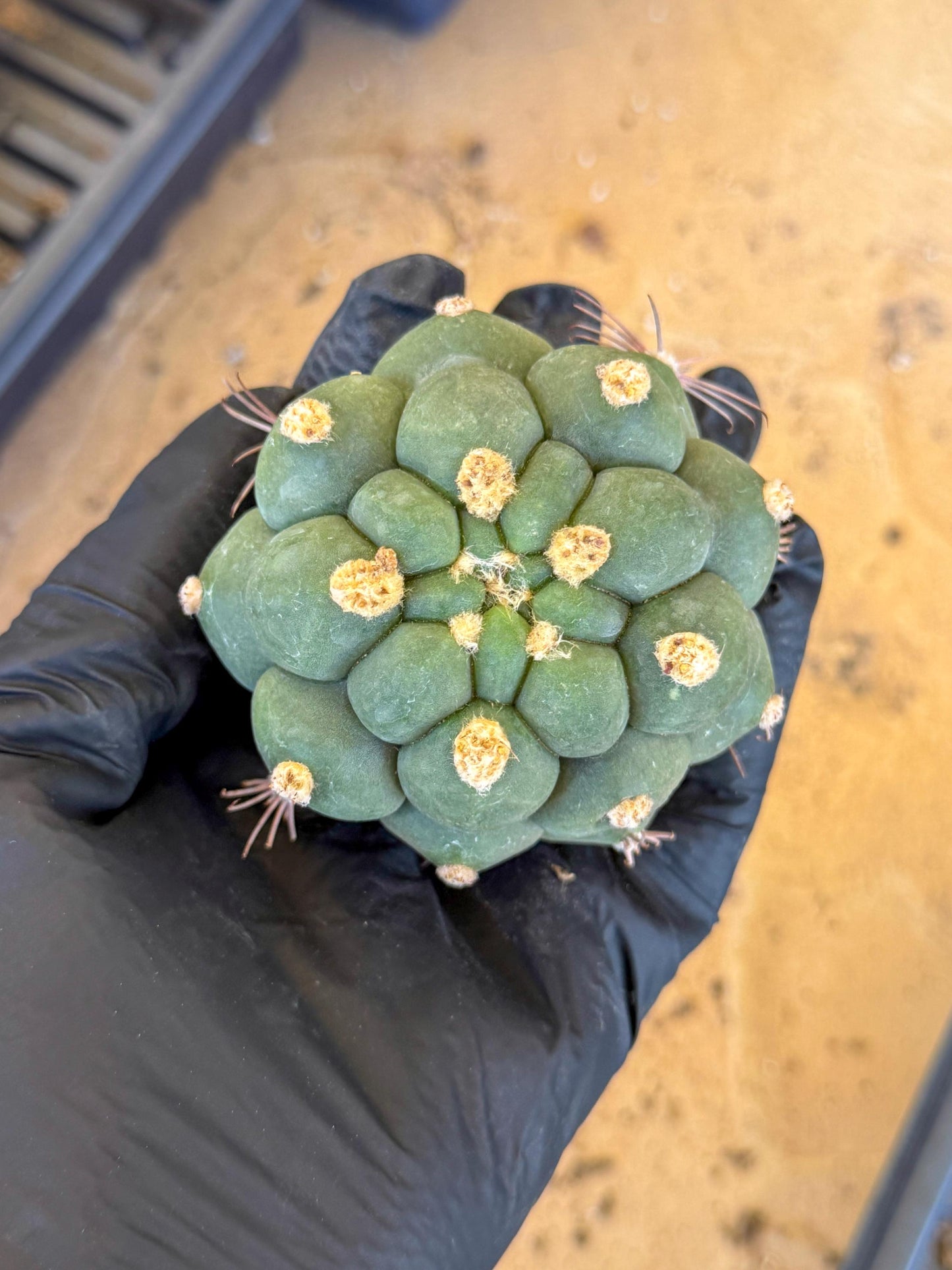 Gymnocalycium saglionis inermis (r) | Rare Import