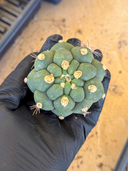 Gymnocalycium saglionis inermis (r) | Rare Import