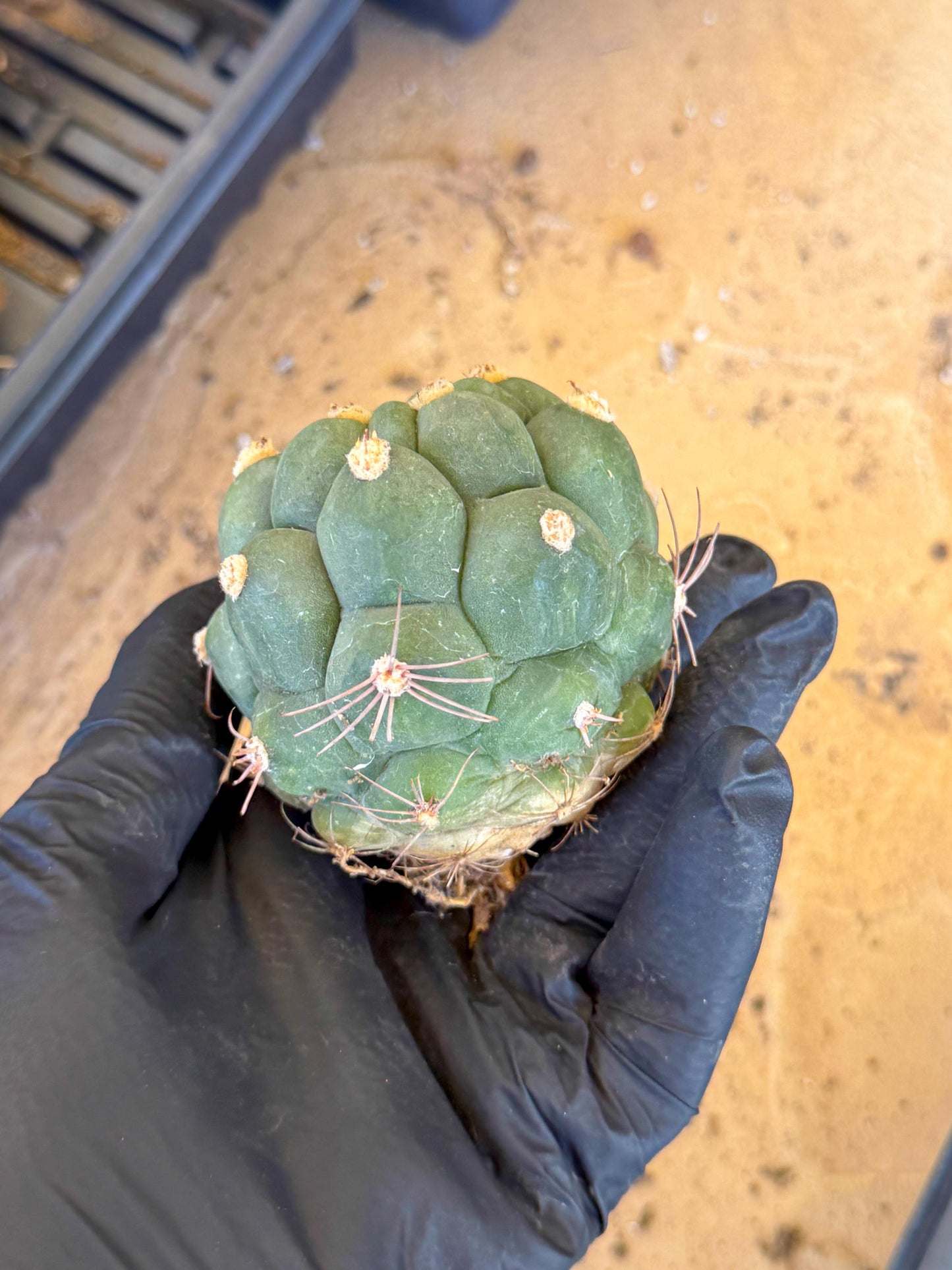 Gymnocalycium saglionis inermis (r) | Rare Import
