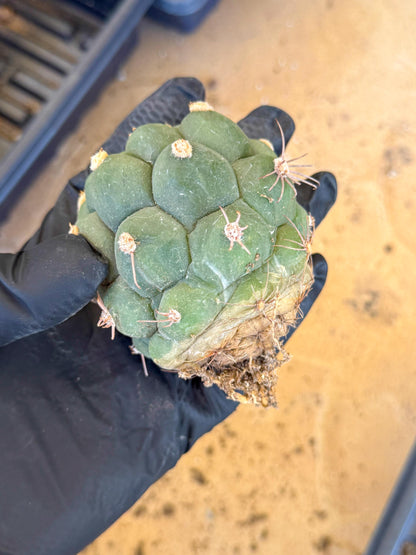 Gymnocalycium saglionis inermis (r) | Rare Import