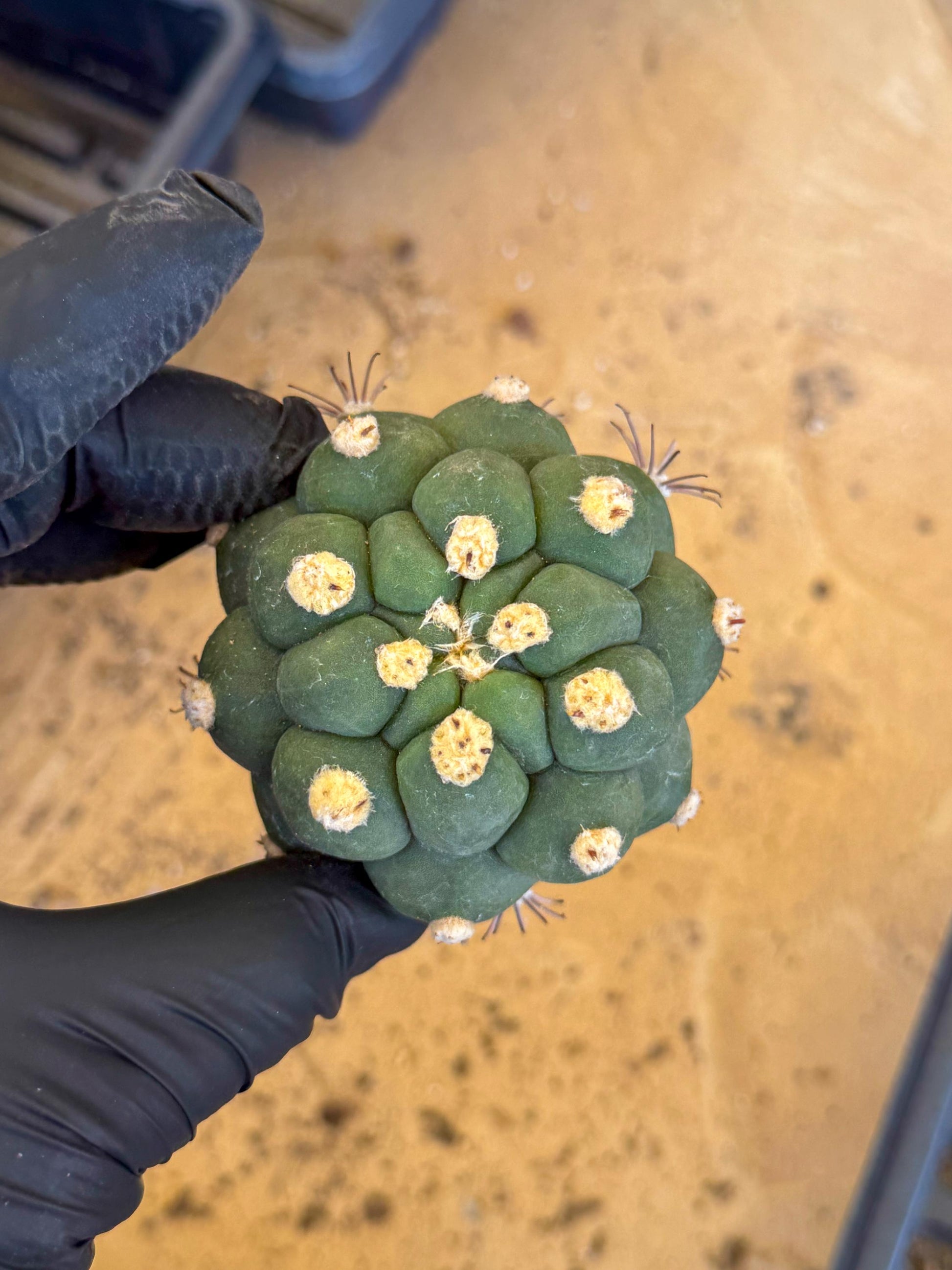 Gymnocalycium saglionis inermis (o) | Rare Import