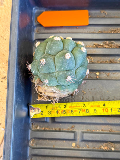 Gymnocalycium saglionis inermis (o) | Rare Import