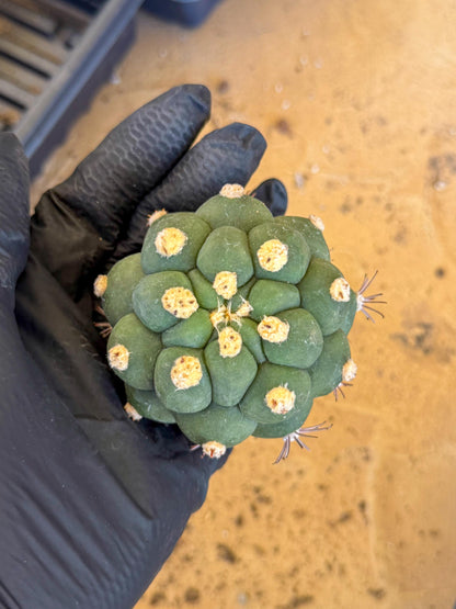 Gymnocalycium saglionis inermis (o) | Rare Import