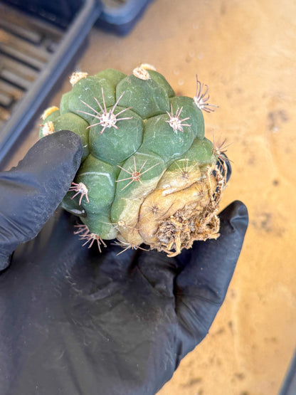 Gymnocalycium saglionis inermis (o) | Rare Import
