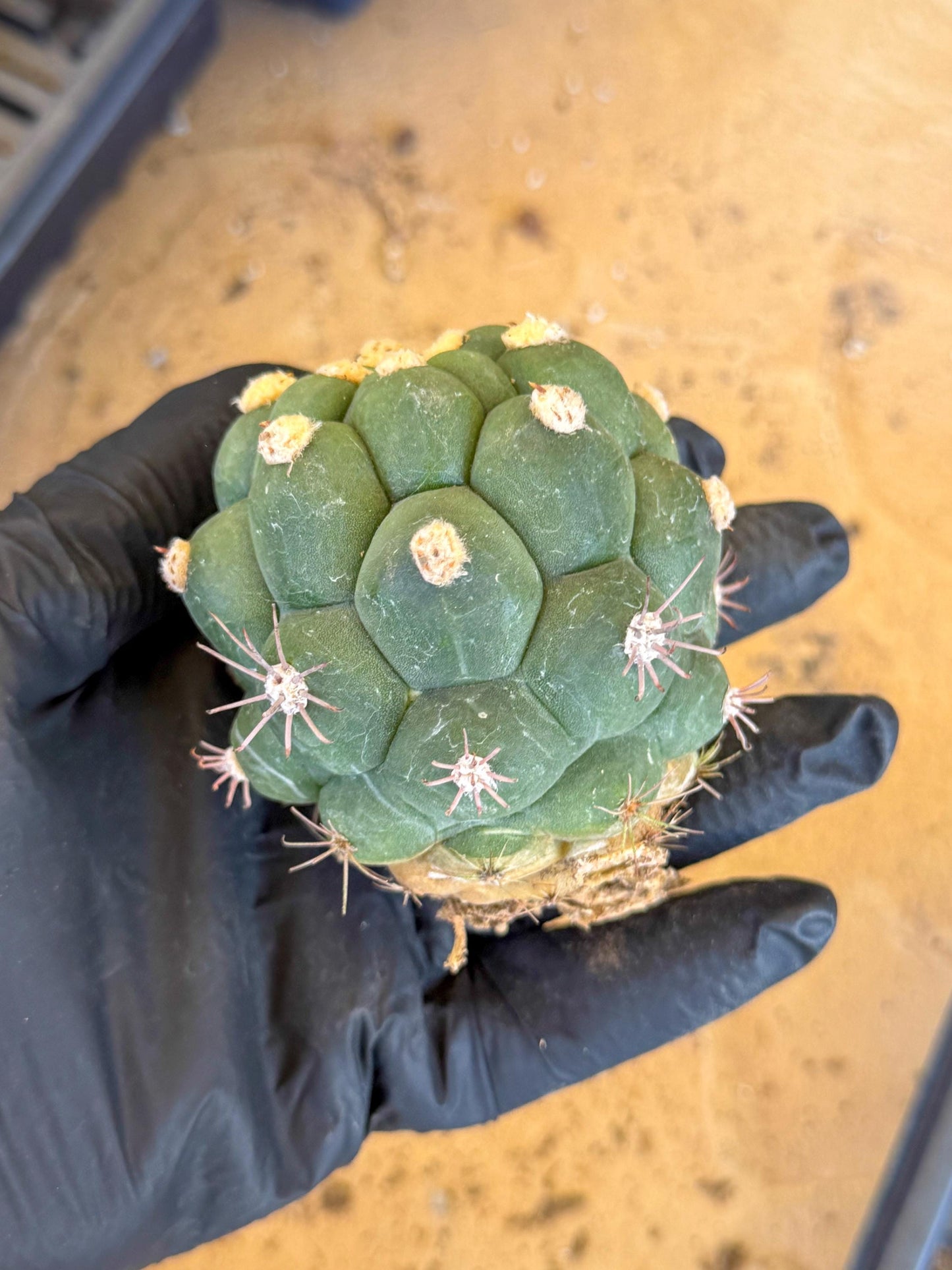 Gymnocalycium saglionis inermis (o) | Rare Import