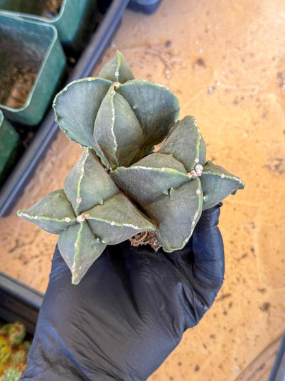 Myriostigma Cluster (p) | Rare Plants