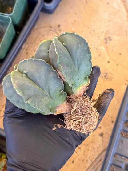 Myriostigma Cluster (p) | Rare Plants