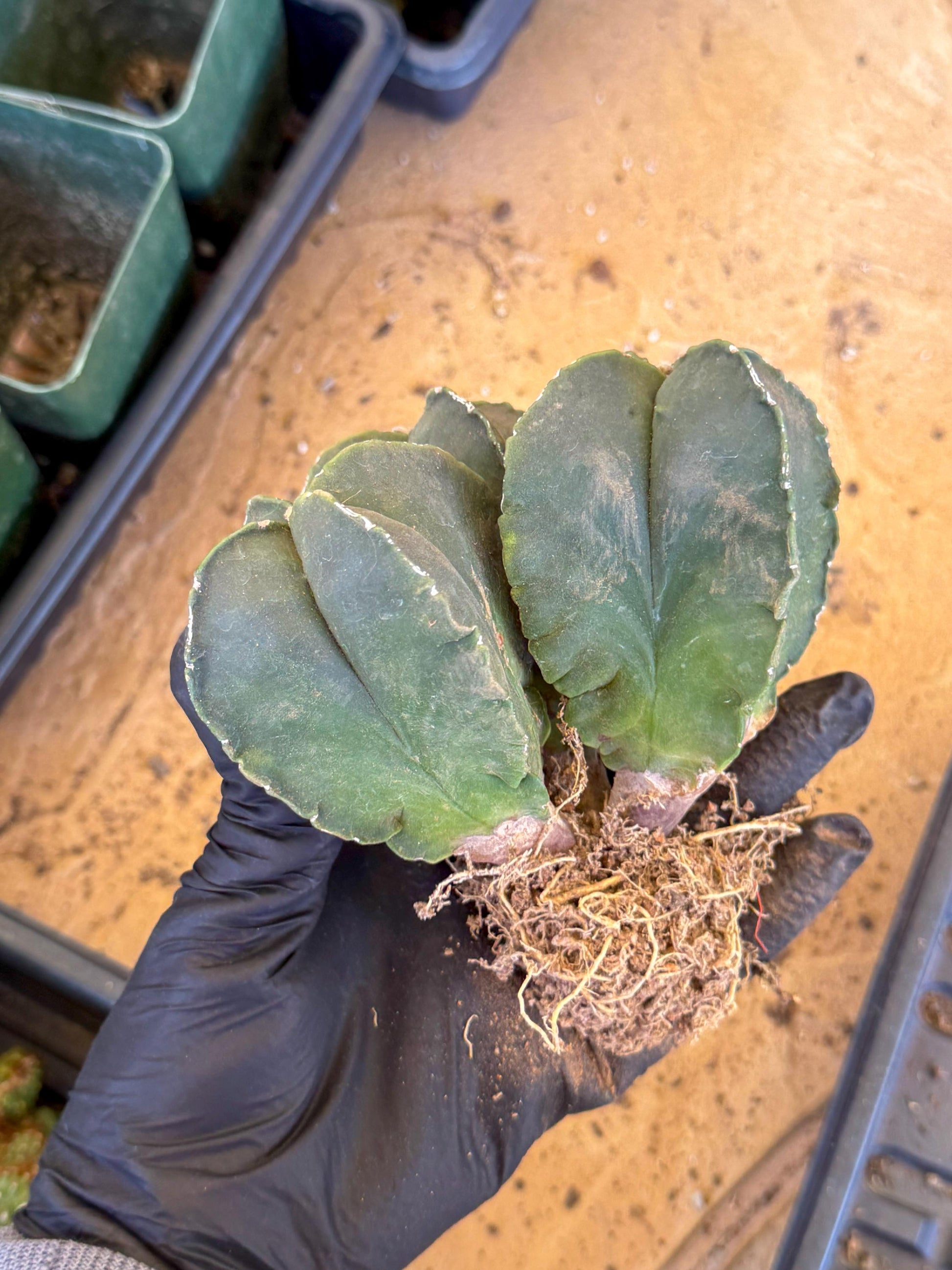 Myriostigma Cluster (p) | Rare Plants