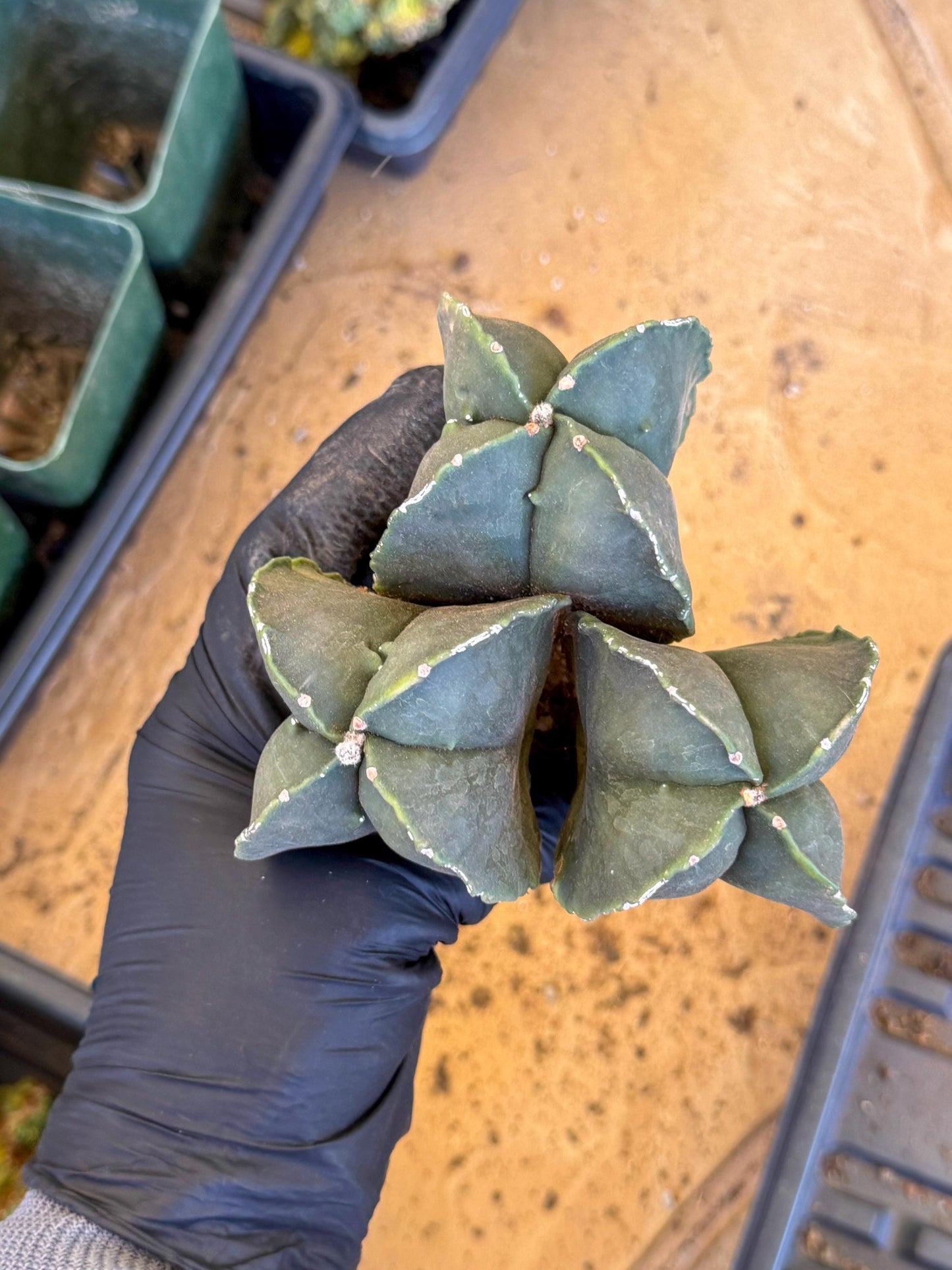 Myriostigma Cluster (p) | Rare Plants