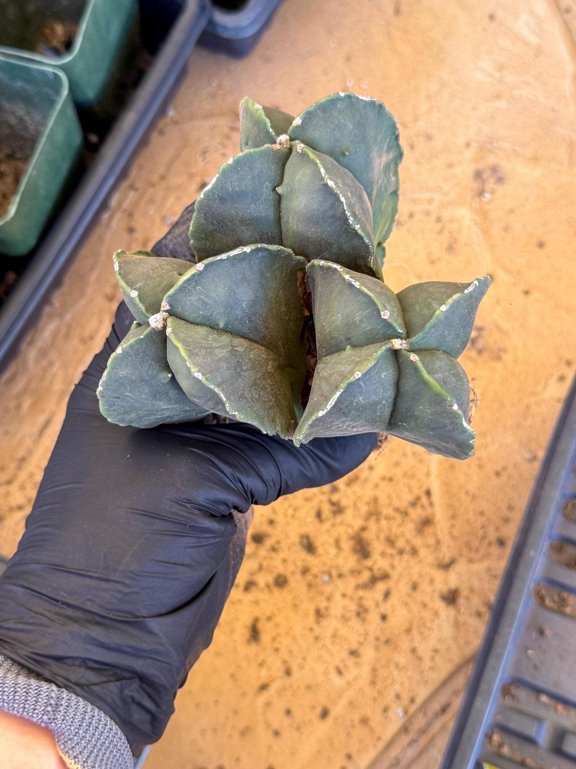 Myriostigma Cluster (p) | Rare Plants