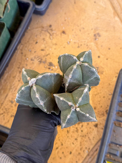 Myriostigma Cluster (b) | Rare Plants