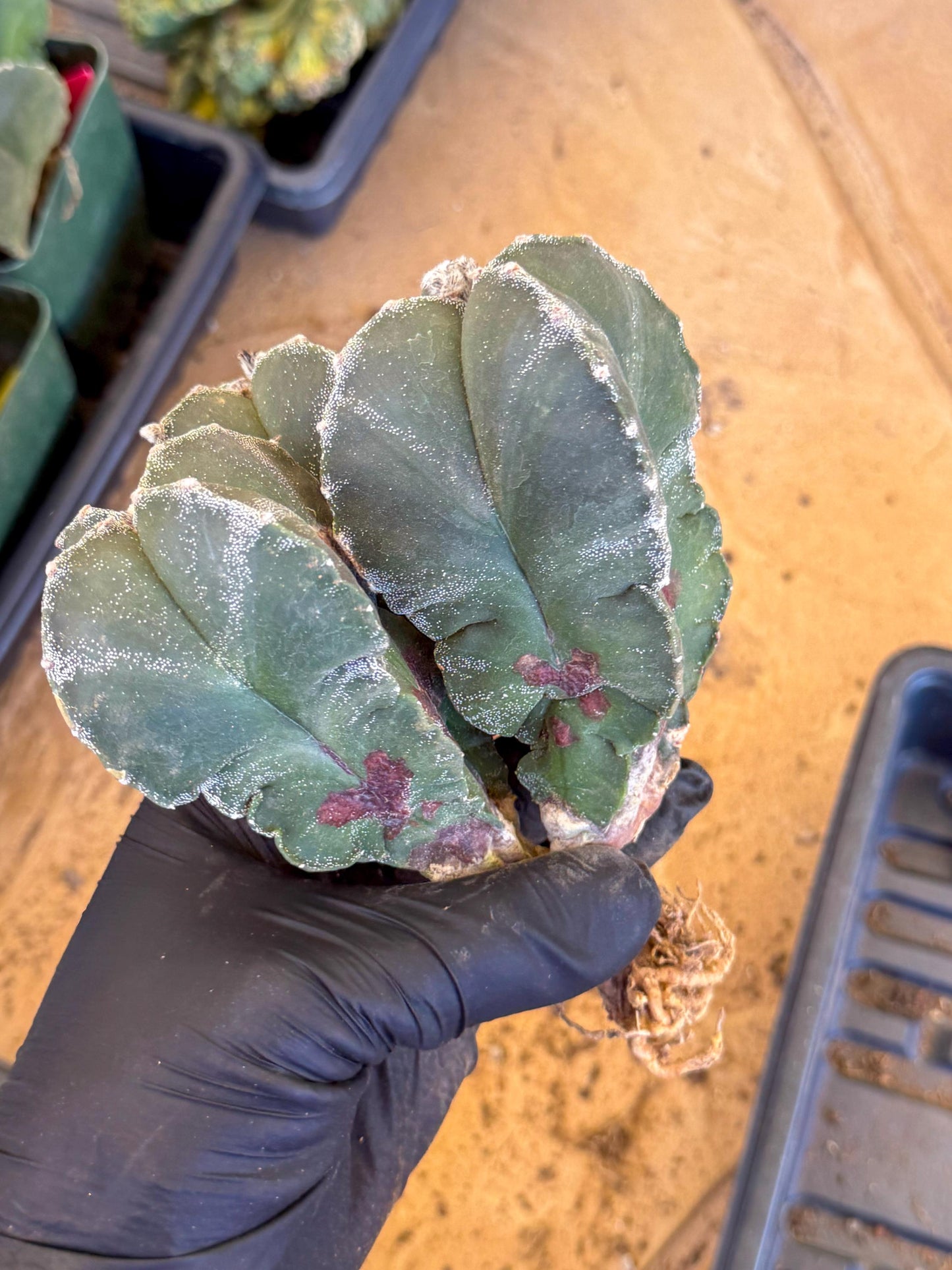 Myriostigma Cluster (b) | Rare Plants