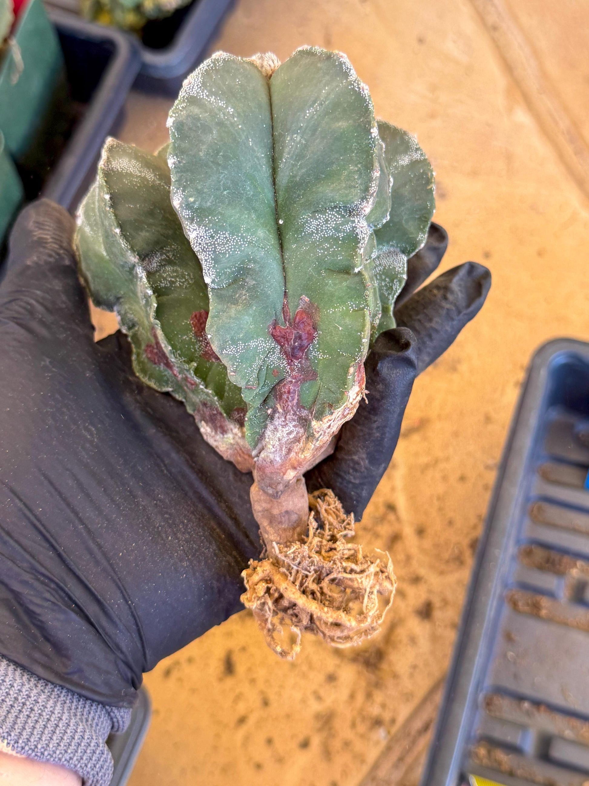 Myriostigma Cluster (b) | Rare Plants