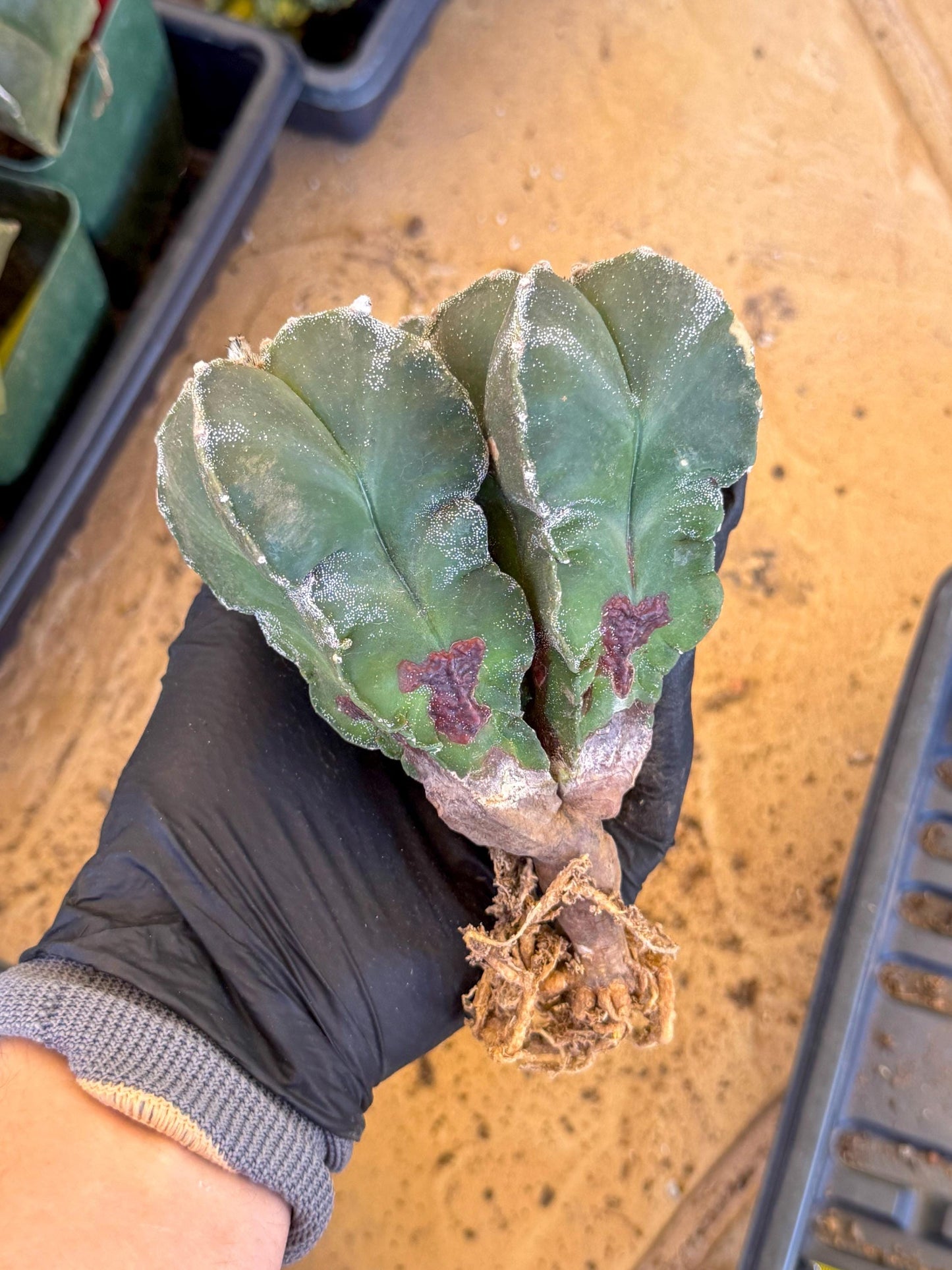 Myriostigma Cluster (b) | Rare Plants