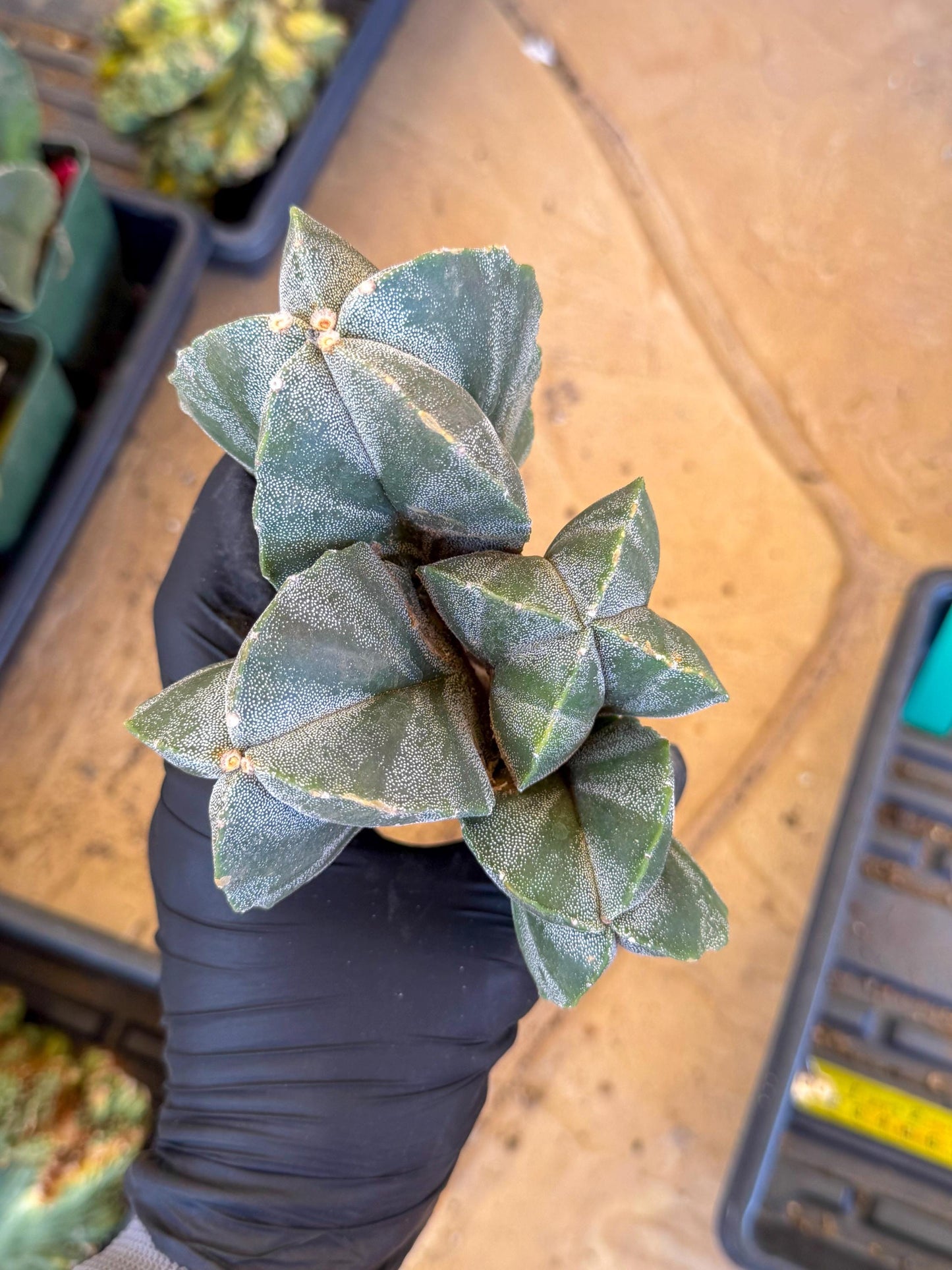 Myriostigma Cluster (g) | Rare Plants