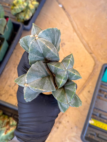 Myriostigma Cluster (g) | Rare Plants