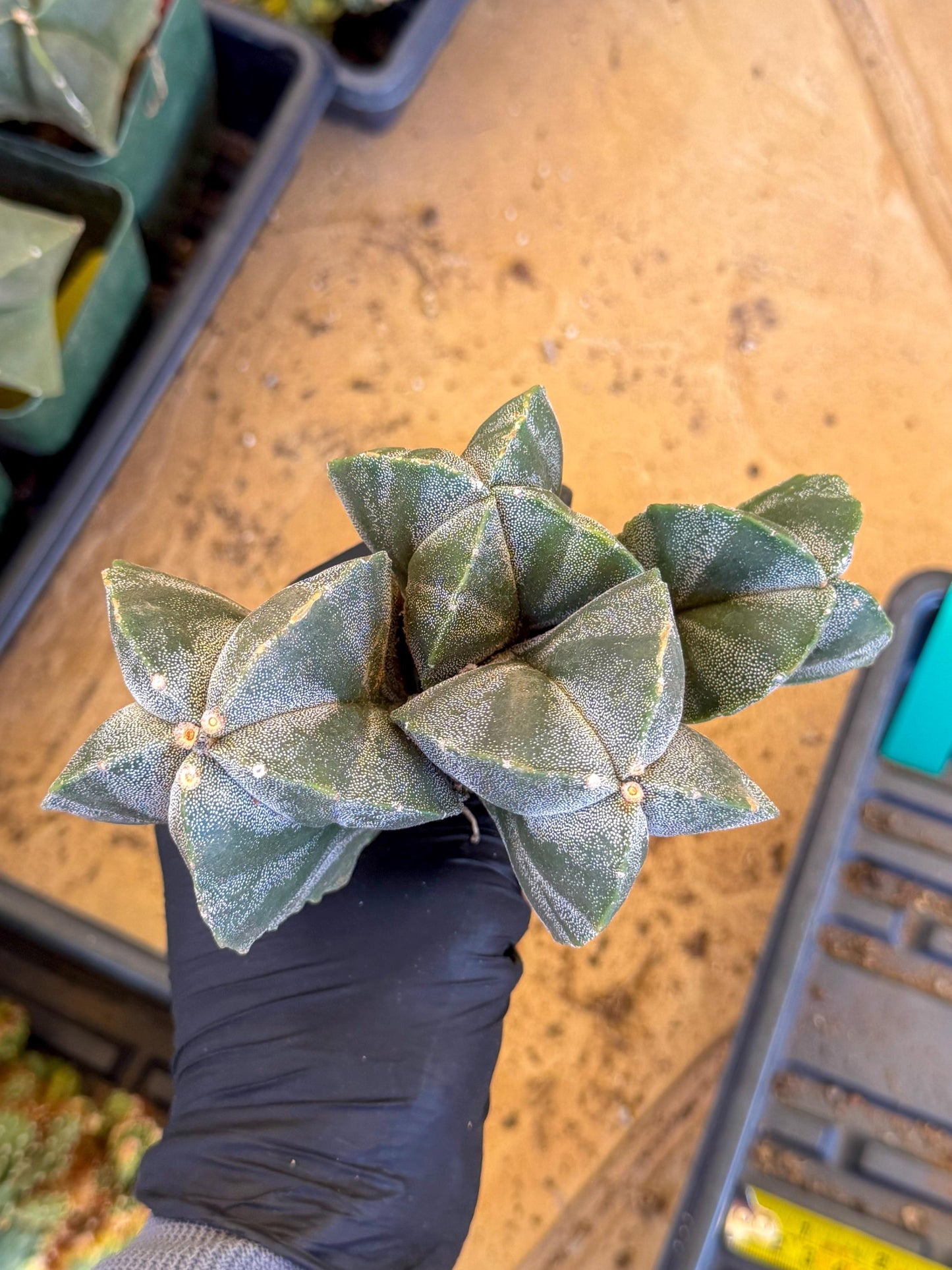 Myriostigma Cluster (g) | Rare Plants