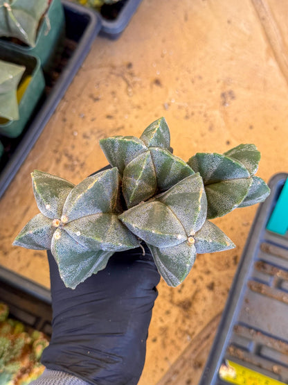 Myriostigma Cluster (g) | Rare Plants