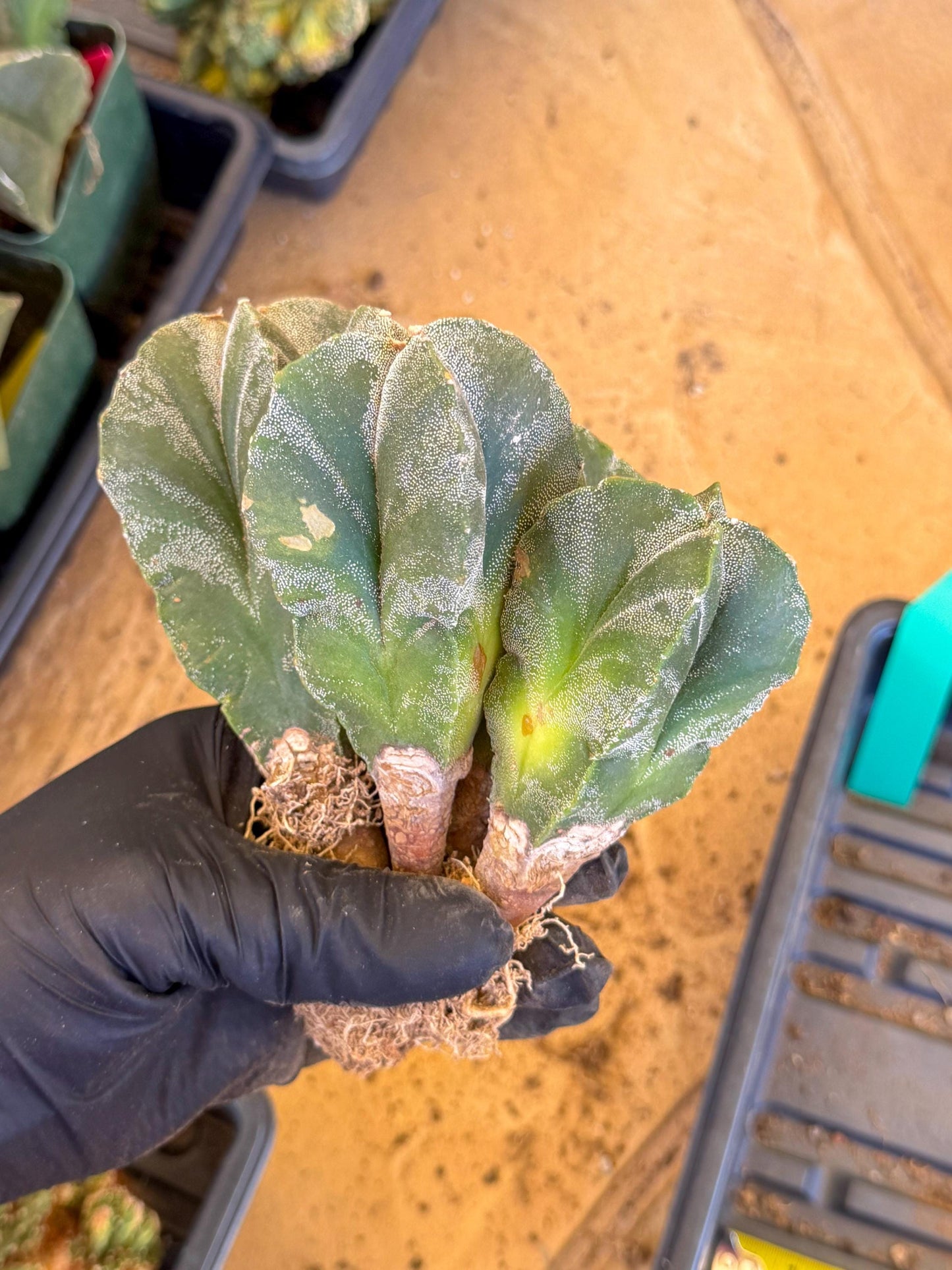 Myriostigma Cluster (g) | Rare Plants