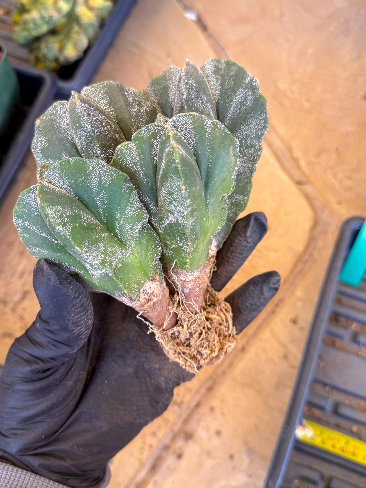 Myriostigma Cluster (g) | Rare Plants