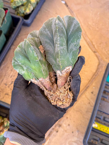 Myriostigma Cluster (g) | Rare Plants