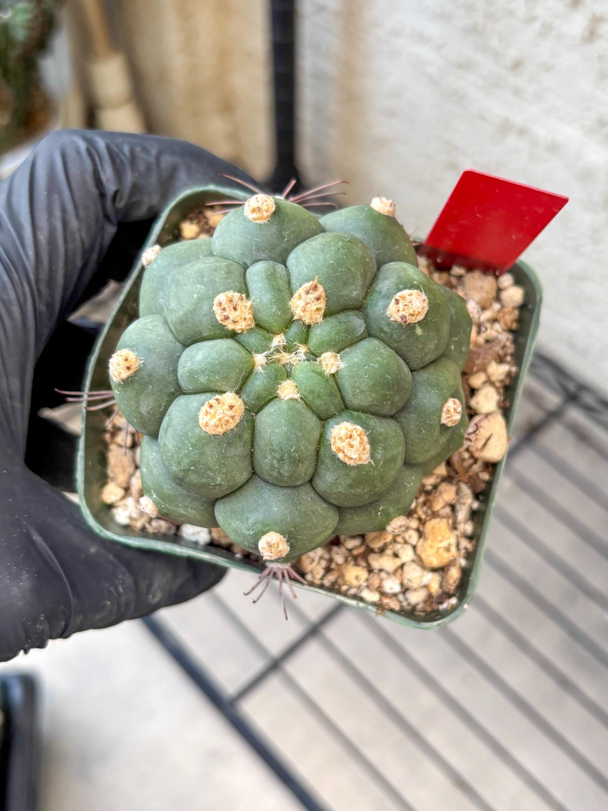 Gymnocalycium saglionis inermis (r) | Rare Import