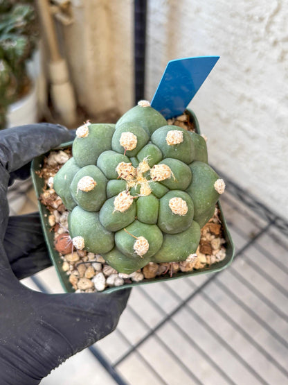 Gymnocalycium saglionis inermis (b) | Rare Import