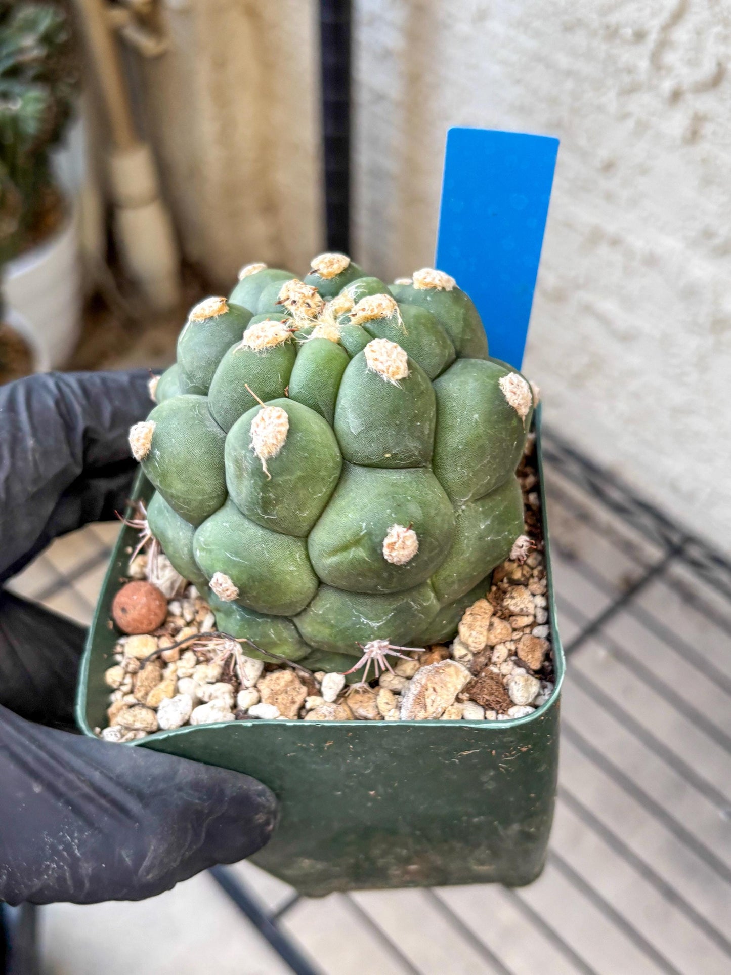 Gymnocalycium saglionis inermis (b) | Rare Import