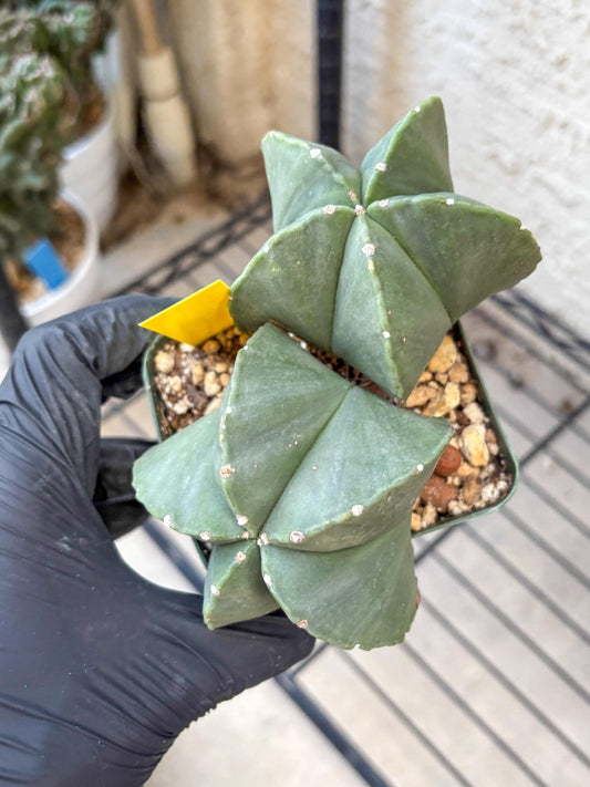 Myriostigma Cluster (y) | Rare Plants