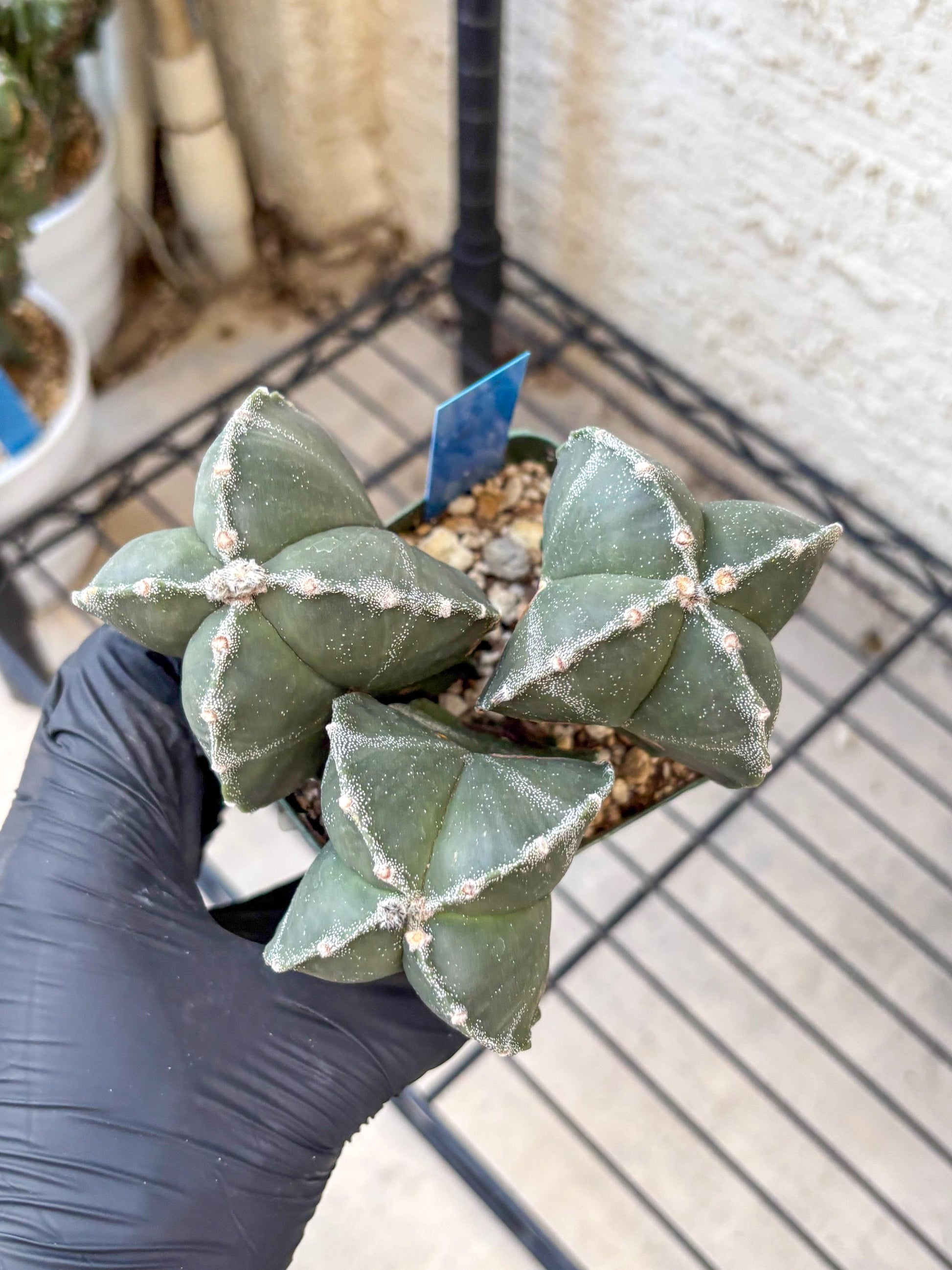 Myriostigma Cluster (b) | Rare Plants