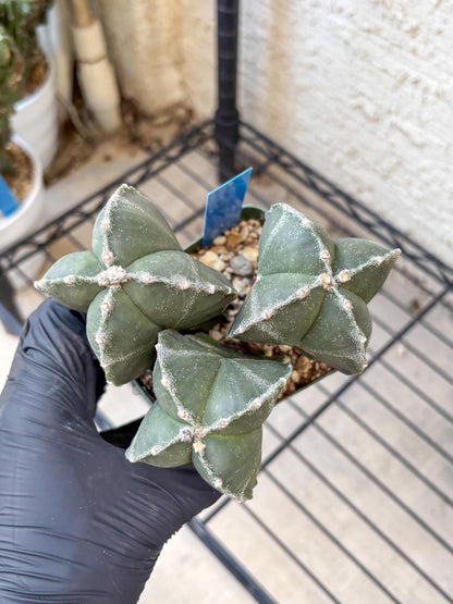 Myriostigma Cluster (b) | Rare Plants
