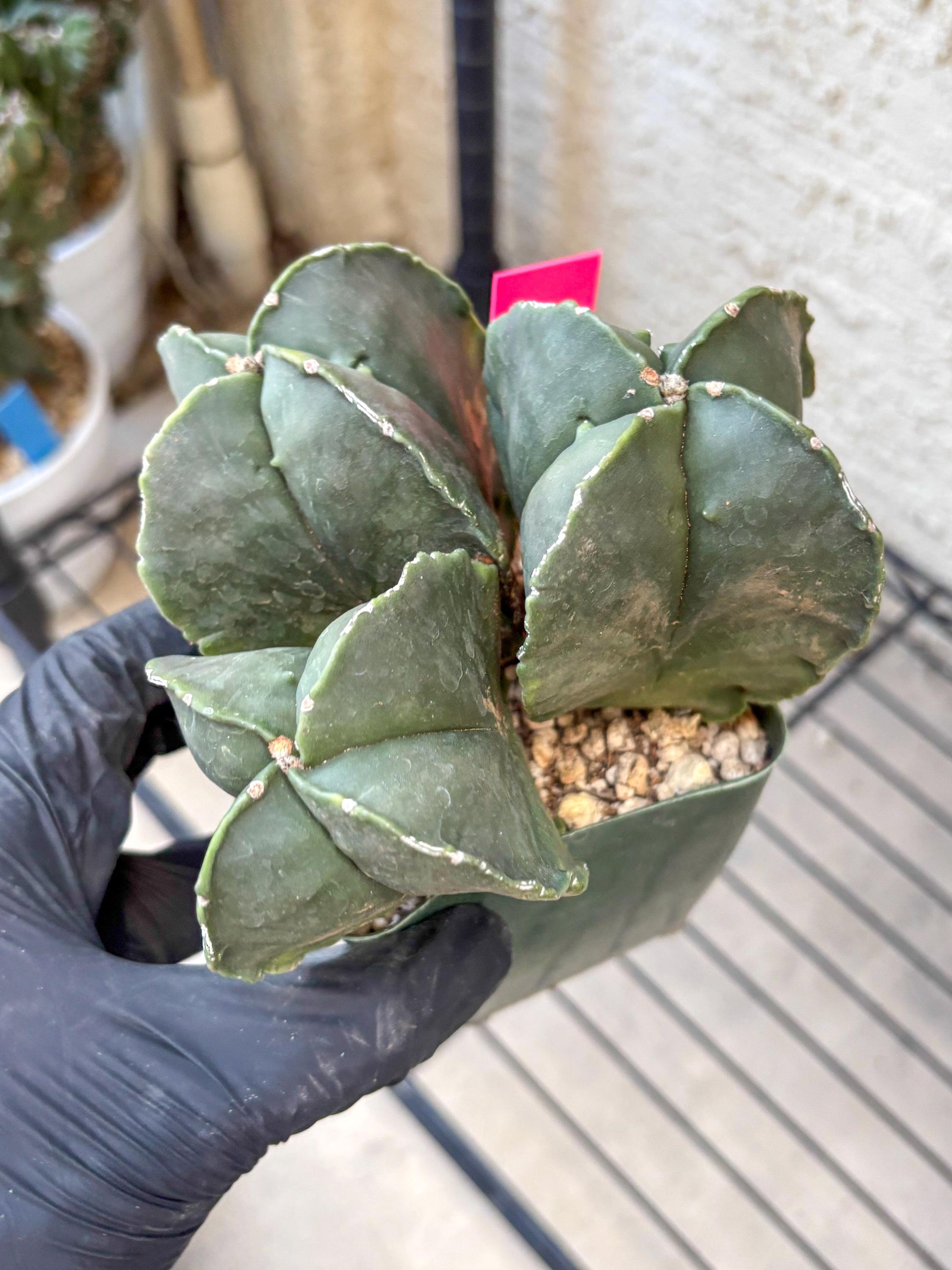 Myriostigma Cluster (p) | Rare Plants