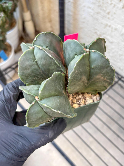 Myriostigma Cluster (p) | Rare Plants
