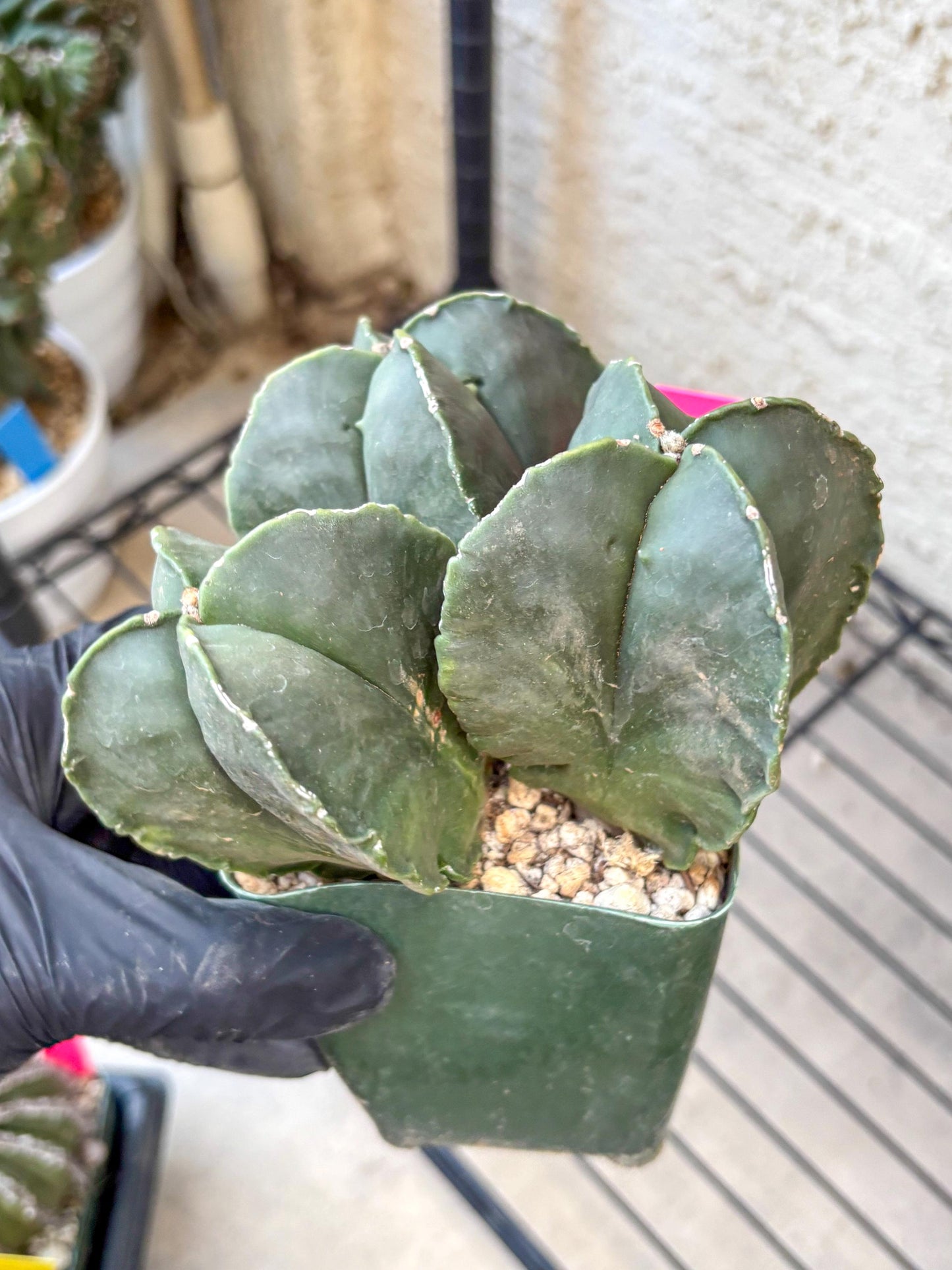 Myriostigma Cluster (p) | Rare Plants