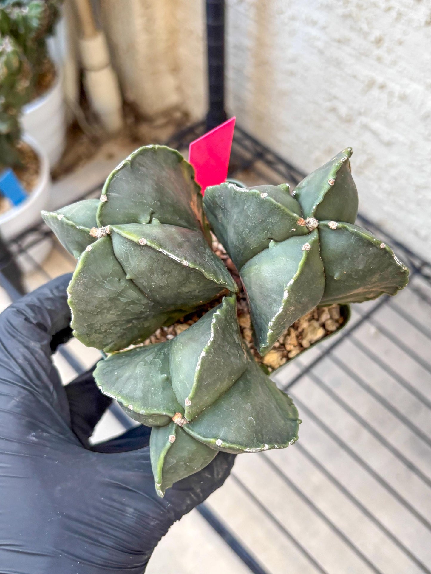 Myriostigma Cluster (p) | Rare Plants