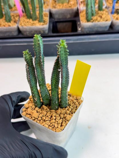 Heterochroma / Quadrangularis (y) | 1 Pot