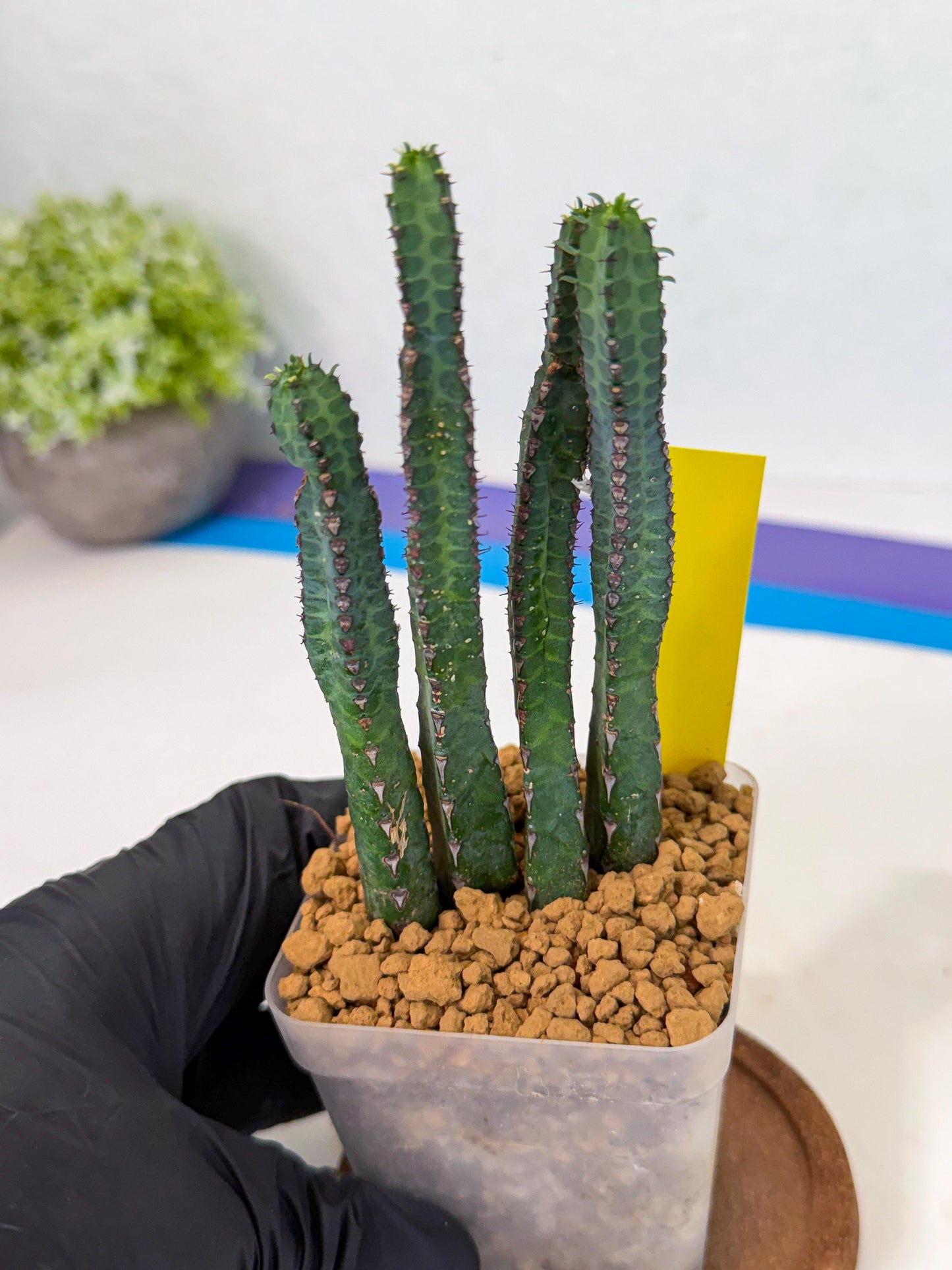 Heterochroma / Quadrangularis (y) | 1 Pot