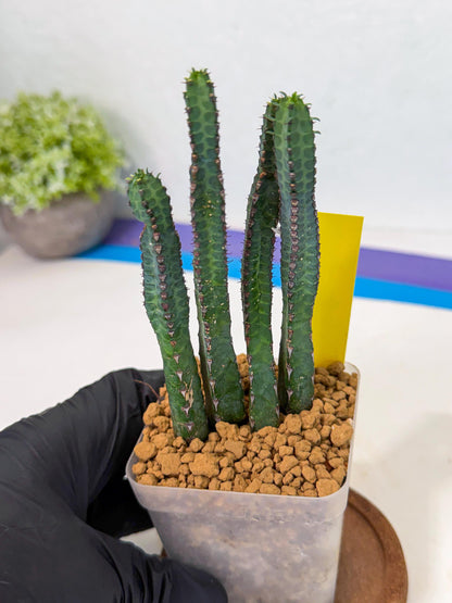 Heterochroma / Quadrangularis (y) | 1 Pot