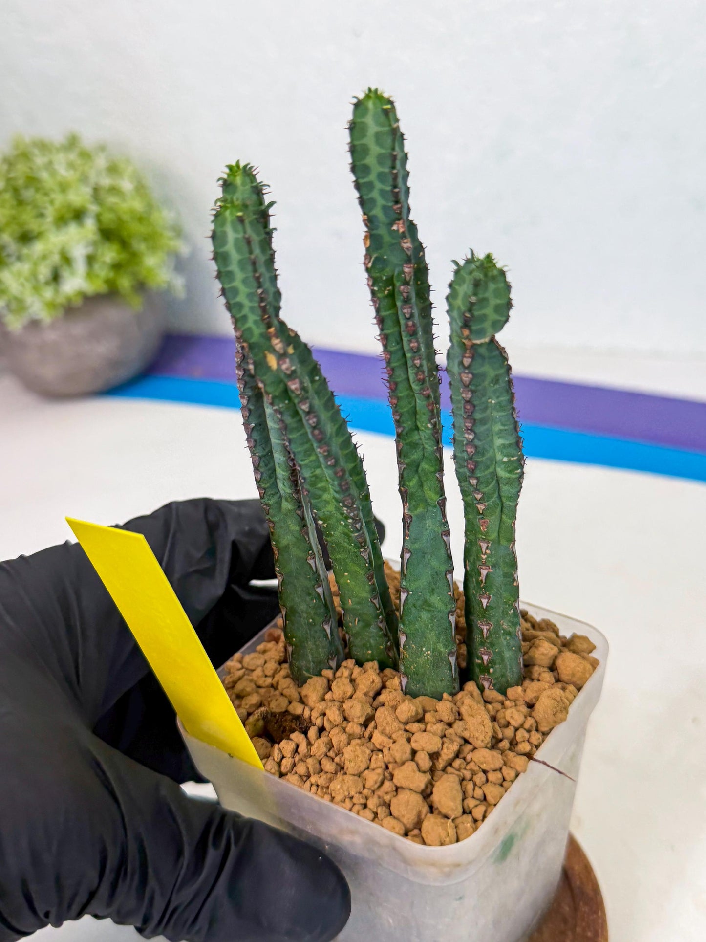 Heterochroma / Quadrangularis (y) | 1 Pot