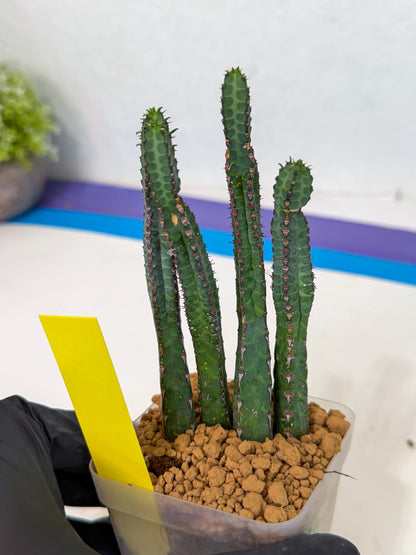 Heterochroma / Quadrangularis (y) | 1 Pot
