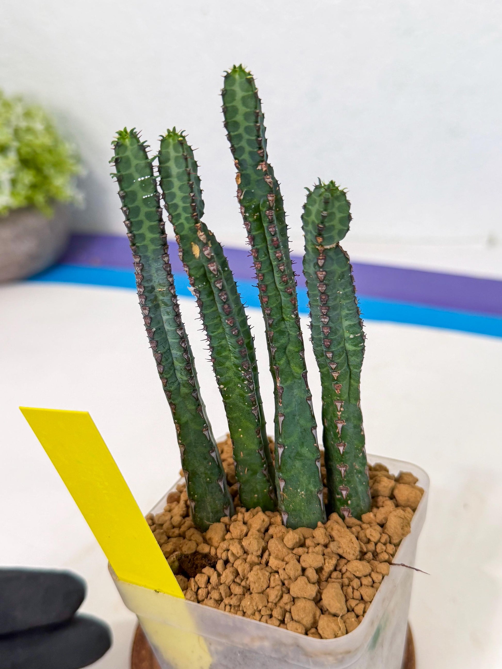 Heterochroma / Quadrangularis (y) | 1 Pot