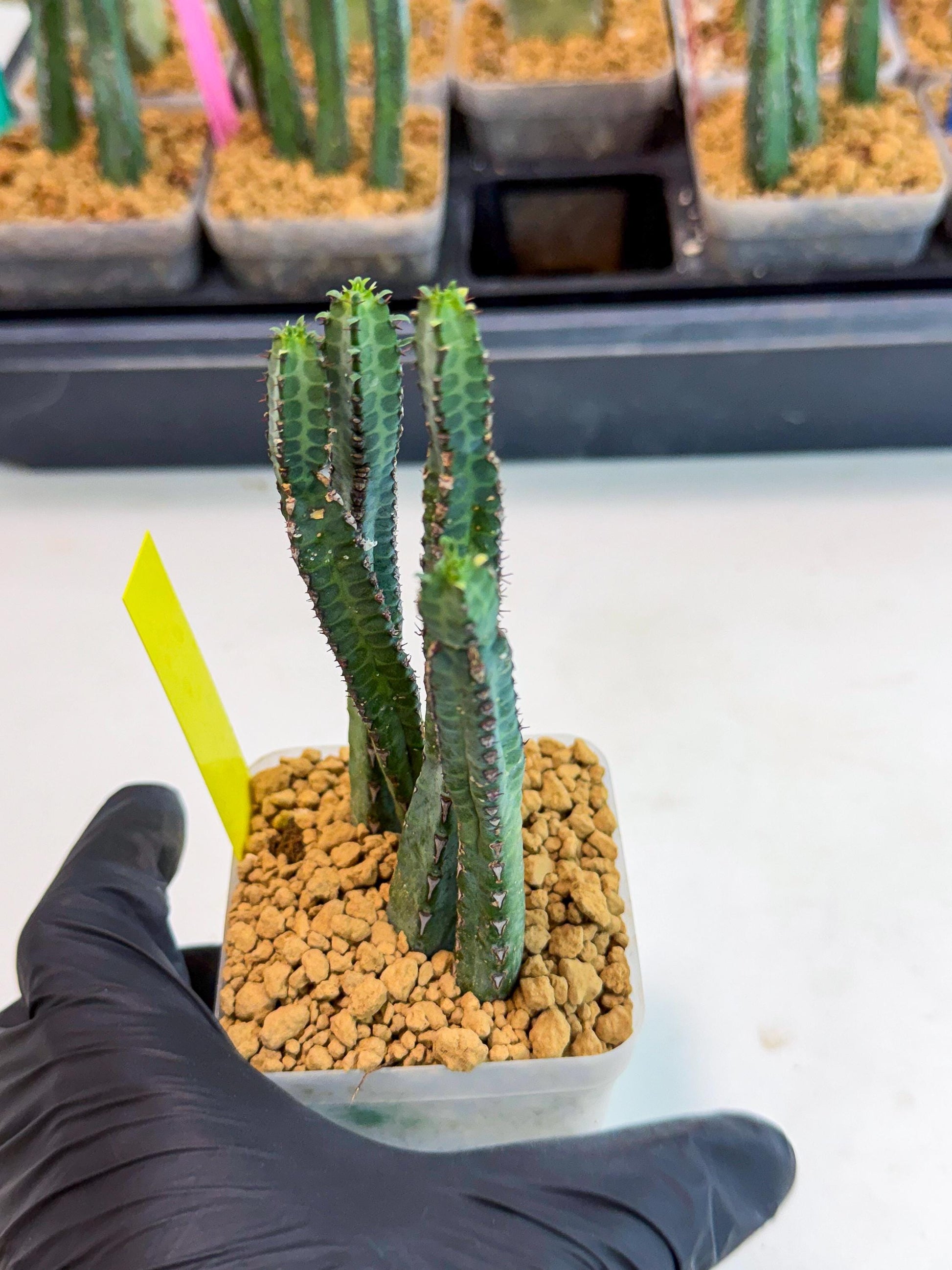 Heterochroma / Quadrangularis (y) | 1 Pot