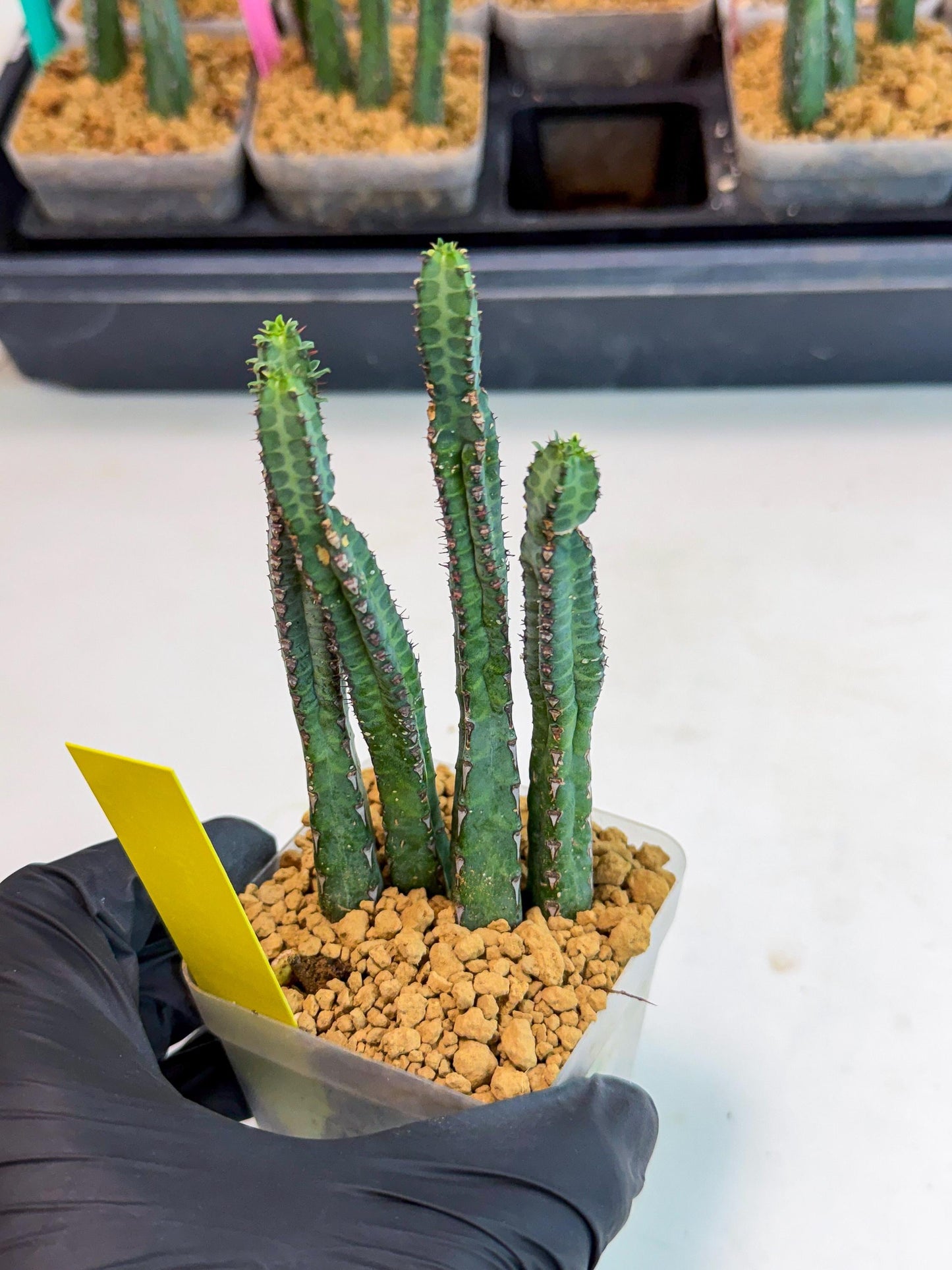 Heterochroma / Quadrangularis (y) | 1 Pot