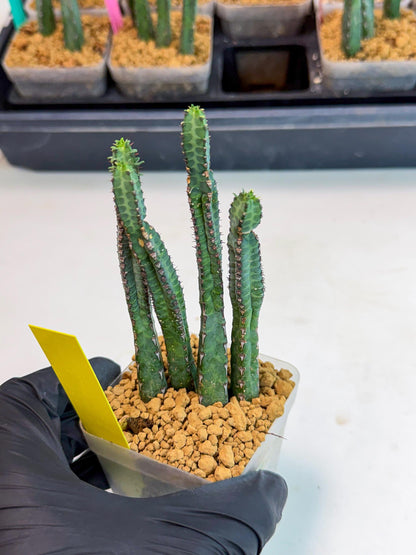 Heterochroma / Quadrangularis (y) | 1 Pot