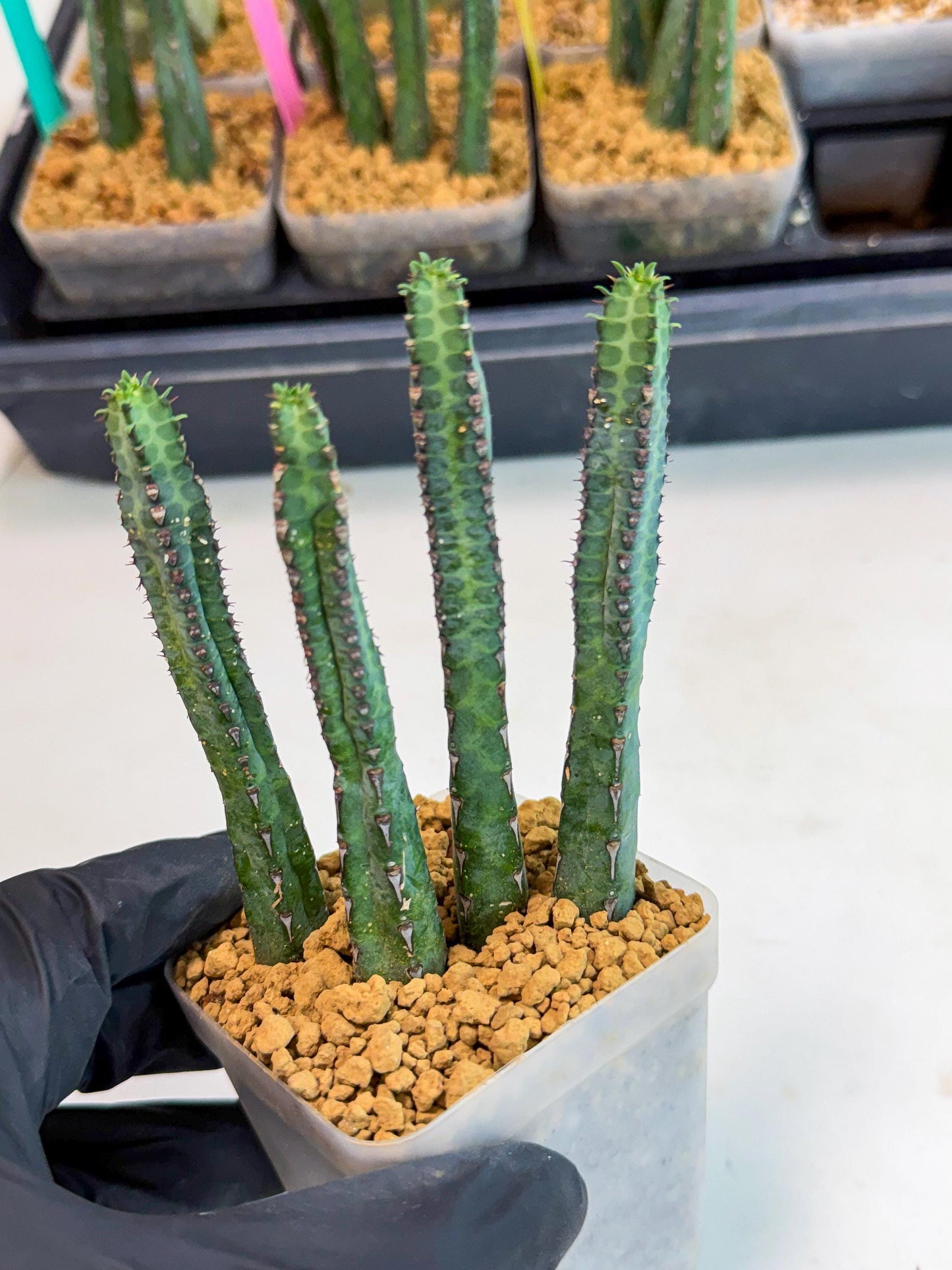 Heterochroma / Quadrangularis (r) | 1 Pot