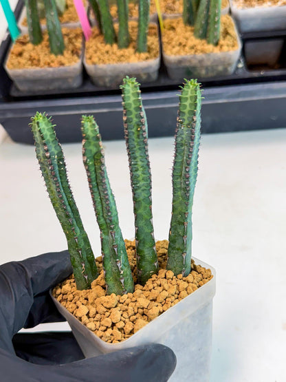 Heterochroma / Quadrangularis (r) | 1 Pot