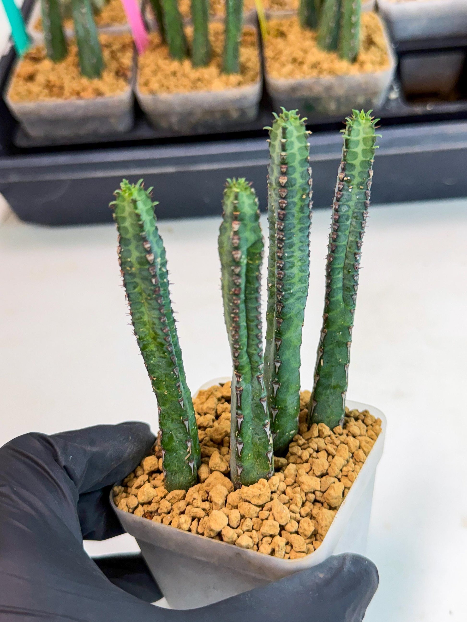 Heterochroma / Quadrangularis (r) | 1 Pot