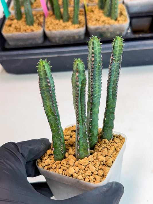 Heterochroma / Quadrangularis (r) | 1 Pot