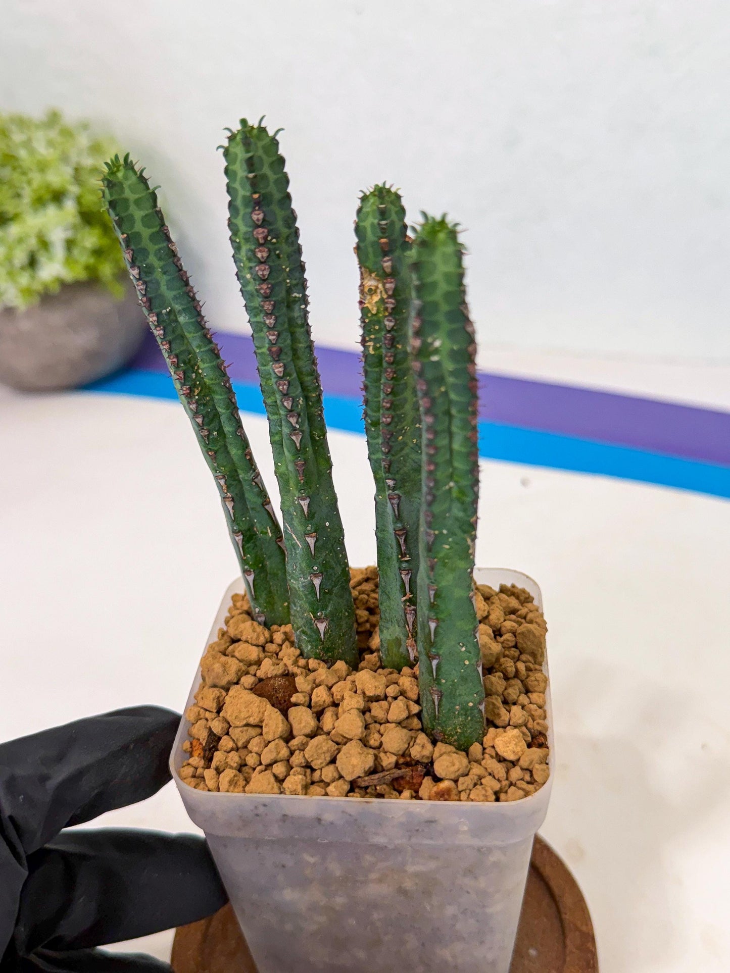 Heterochroma / Quadrangularis (r) | 1 Pot